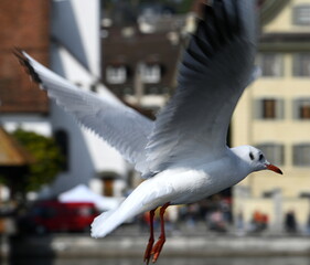seagull in flight