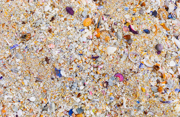 Overhead view of washed up and broken sea shells on sandy beach