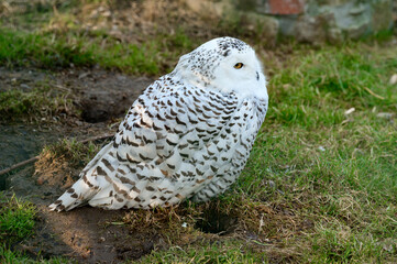 Young long-tailed owl in the zoo, a night hunter of small rodents.