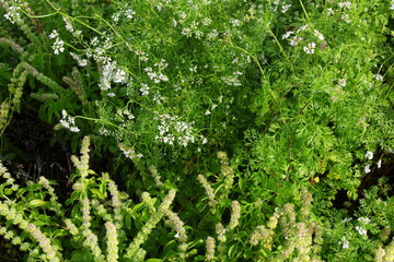 fresh herbs plant coriander and lemon balm or lemon basil in garden as nature,food,herb background