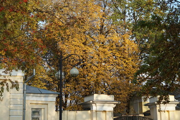 Naklejka premium autumn in the park