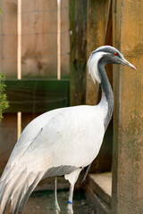 Portrait of a bird in the zoo, Anthropoides virgo, a locked bird in a cage.
