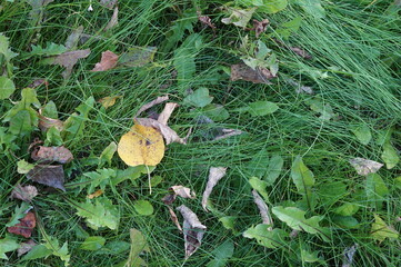 autumn leaves in the grass