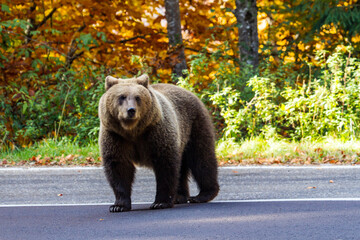 Wild young bear on a street in Romania