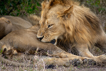 African Lion