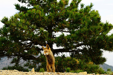 Fox sniffing in full freedom, suspicious and cunning.