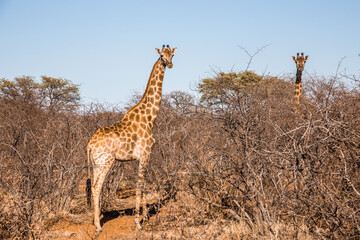 Giraffes in a <south African reserve

