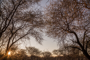 Trees in autumn with their reddish , orange and yellow tones