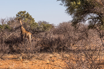 Giraffes in a <south African reserve
