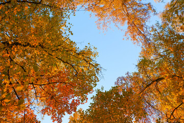 Autumn photo in gold tones. Yellow foliage on trees in the rays of the setting sun. Autumn background.