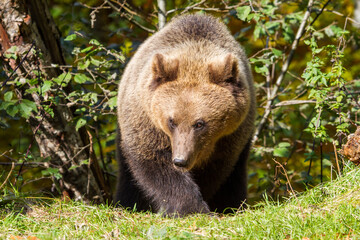 Wild young bear on a street in Romania