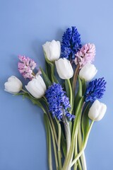 spring flowers, white tulips, blue and pink hyacinth on a blue background