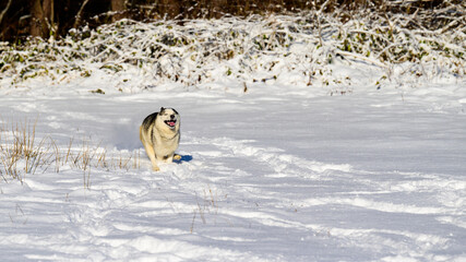 Winter and dog, husky on a walk, jumping in the snow.