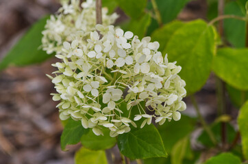 White Flowers in a Garden