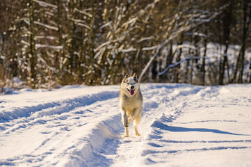 Happy dog during winter walk, husky sled dog, dog playing in the snow.