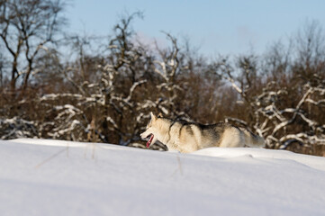 Animal life in the wild, husky on a winter hunt.