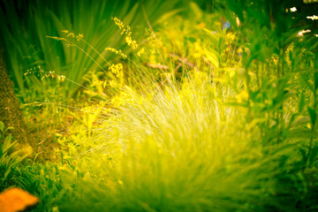 Light spring background of grass. Delicate yellow tinting. Summer garden in the sun