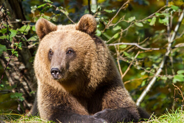 Obraz premium Bear on the Transfagarasan in Romania