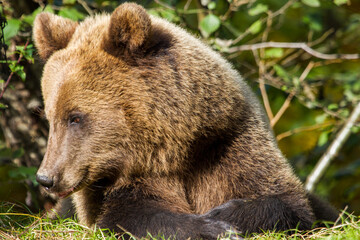 Fototapeta premium Wild bear in Romania