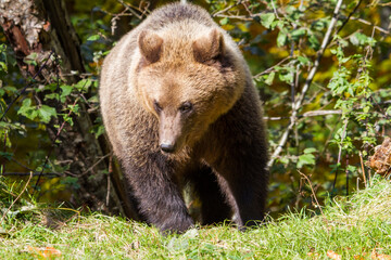 Fototapeta premium Wild bear in Romania