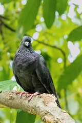 Black pigeon