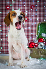 Perrita