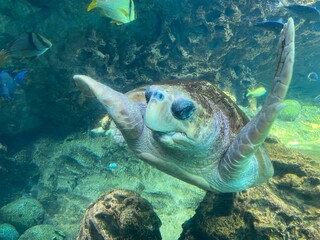 Obraz premium green sea turtle