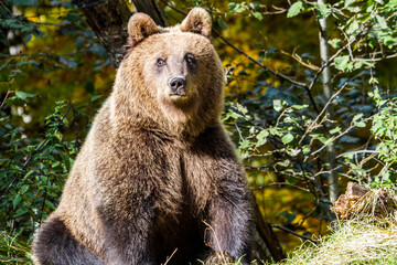 Obraz premium Wild bear in Romania