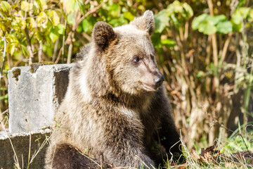 Wild bear in Romania