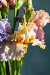 Bunch of coloful fresh irises