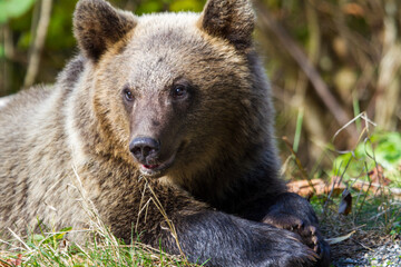 Young bear on a street in Romania