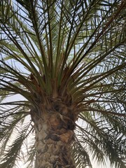 palm tree and sky