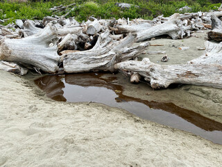 Fototapeta premium large wood logs driftwood beach ocean sea shore sand and tide pool nature background