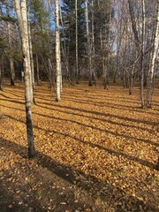 autumn in the forest