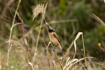 草むらのノビタキ