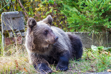 Young bear on a street in Romania