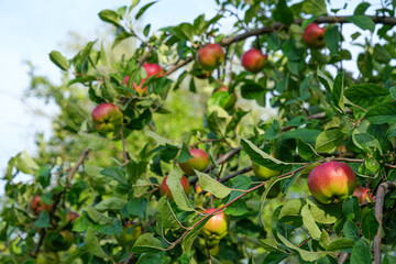 apples in the tree in the country garden