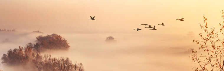 Autumn landscape - a flock of swans flies in the morning fog over the river valley, panorama, banner