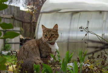 Thai stripe cat sit on the car's roof and look at the sky with blur background