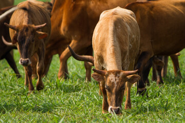 cows grazing in a field