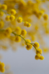 spring flowers, mimosa, yellow balls