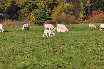 Kühe und Kälber auf der Herbstweide beim grasen. Im Hintergrund Wald im Indian Summer. Wunder...
