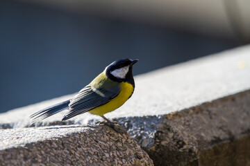 
Titmouse
