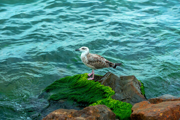 Seagull sitting on the stones by the sea