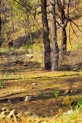 autumn in the forest