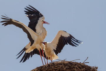 
Stork in Cristian, Romania