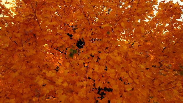 Autumn video forest. Video. Forest background. Autumn