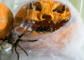 carved pumpkin with a scary smile, spiders, white cobweb background, decoration and holiday...