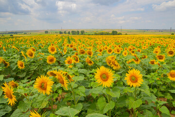 Fototapeta premium Scenic view of a field of sunflowers in Kirklareli, Turkey