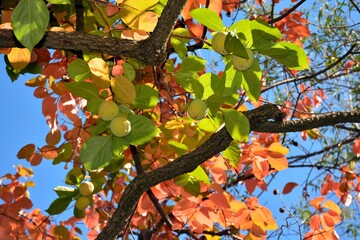 Ramas del árbol del caqui con sus frutos en otoño